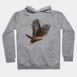 Golden Eagle - Aquila chrysaetos Hoodie